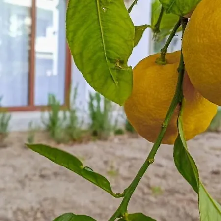 Lemon Garden Apart Apartment